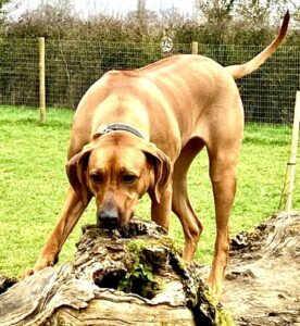 Aishta the red Rhodesian Ridgeback sniffs a log