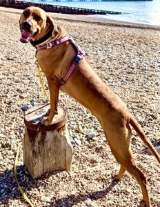 Aishta the red Rhodesian Ridgeback stands with her paws up on a log on the beach