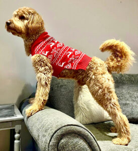 Bailey the Goldendoodle wear a red jumper whilst standing on the sofa