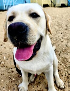 Barley the golden Labrador sits and looks past the camera