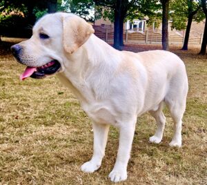 Barley the golden Labrador stands sideways