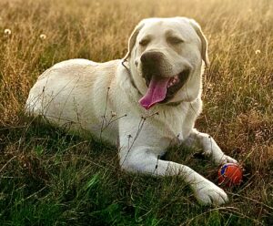 Barley the golden Labrador lies in a field with his red ball