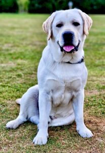 Barley the golden Labrador sits and looks at the camera