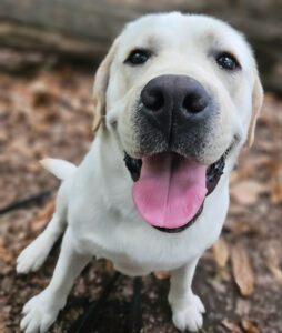 Barley the golden Labrador sits and looks at the camera with a happy face