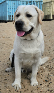 Barley the golden Labrador sits and looks past the camera