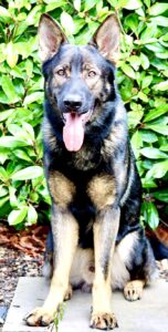 Bello the sable German Shepherd looks at the camera with tongue out