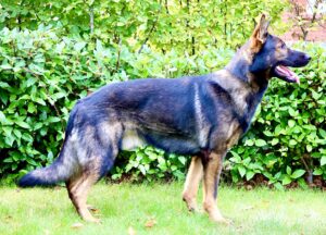 Bello the sable German Shepherd stands sideways