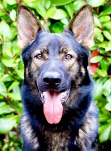 Bello the sable German Shepherd looks at the camera with tongue out