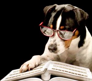 Benji the black, white and tan Jack Russell Terrier reads book