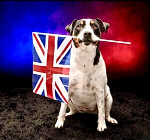 Benji the black, white and tan Jack Russell Terrier sits with the UK flag in his mouth