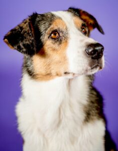 Cookie the Tricolor, mixed Australian Shepherd looks away from the camera