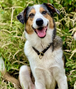 Cookie the Tricolor, mixed Australian Shepherd gives a lovely smile for the camera