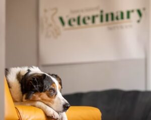 Cookie the Tricolor, mixed Australian Shepherd lays on the sofa at the Vets