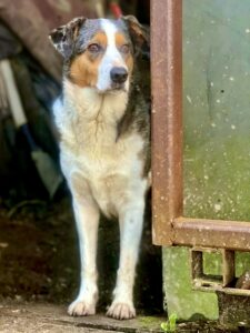 Cookie the Tricolor, mixed Australian Shepherd looks out from behind a wall