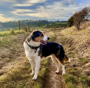 Cookie the Tricolor, mixed Australian Shepherd stands on a path and looks away