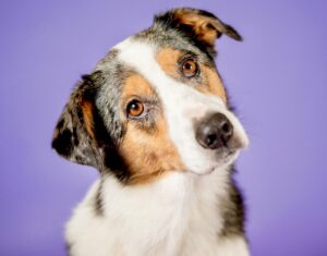 Cookie the Tricolor, mixed Australian Shepherd tilts her head at the camera