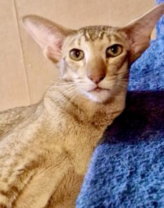Crunchy the cinnamon ticked tabby Oriental Shorthair looks at the camera