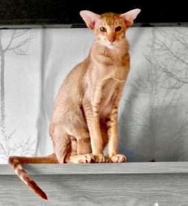 Crunchy the cinnamon ticked tabby Oriental Shorthair looks at the camera