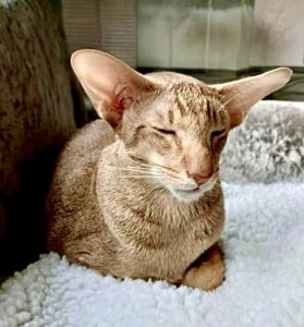 Crunchy the cinnamon ticked tabby Oriental Shorthair has eyes closed