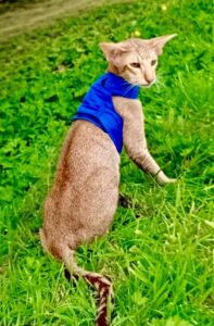 Crunchy the cinnamon ticked tabby Oriental Shorthair wears a top