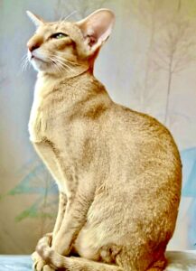 Crunchy the cinnamon ticked tabby Oriental Shorthair sits and looks sideways