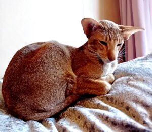 Crunchy the cinnamon ticked tabby Oriental Shorthair curls up on the bed