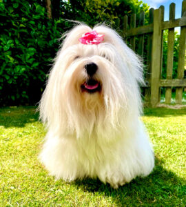 Dolly the Coton de Tulear sits and looks at the camera