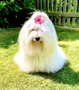 Dolly the Coton de Tulear sits and looks at the camera