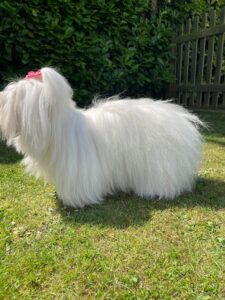 Dolly the Coton de Tulear stands sideways