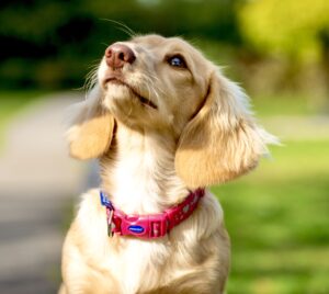 Gracey the cream dachshund looks up