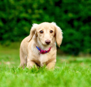 Gracey the cream dachshund crouches in the grass