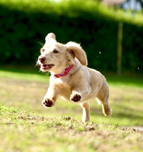 Gracey the cream dachshund jumps through the air