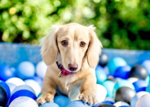 Gracey the cream dachshund jumps lies in a ball pit