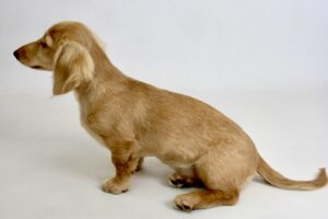 Gracey the cream dachshund sits sideways