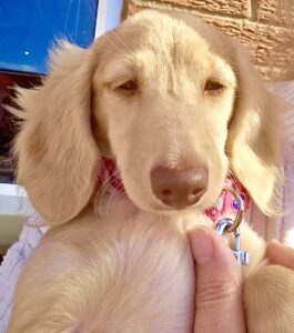 Gracey the cream dachshund closes her eyes whilst facing the camera