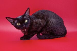 Binx posing on set as he works as a model 