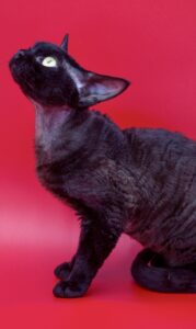 Binx the animal model is registered with The Animal Talent 