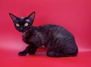 Binx is a Devonshire Rex breed of cat and is a professional animal model 