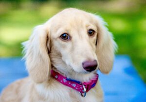 Gracey the cream dachshund looks past the camera