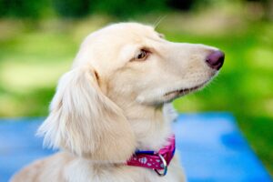 Model Dog posing for the camera