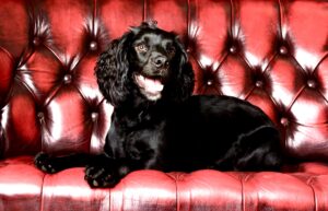 Lando the black Cocker Spaniel lies on a chesterfield sofa