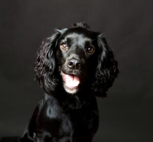 Lando the black Cocker Spaniel looks at the camera