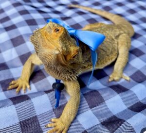 Melvin the Bearded Dragon wears bow