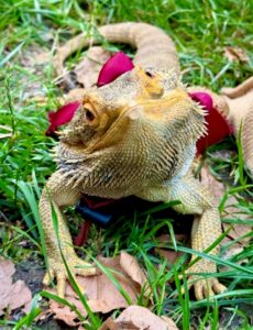 Melvin the Bearded Dragon sits in the grass
