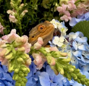 Melvin the Bearded Dragon amongst the flowers