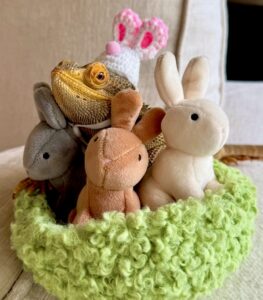 Melvin the Bearded Dragon and his bunny toys
