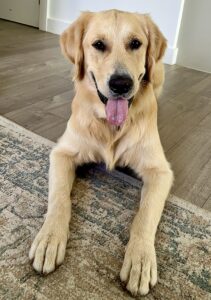 Otto the Golden Retriever looking at the camera with tongue out