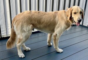 Otto the Golden Retriever stands sideways