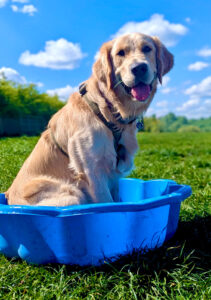 Otto the Golden Retriever sits in a paddling pool