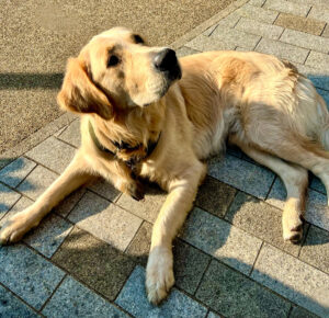 Otto the Golden Retriever lying down looking up